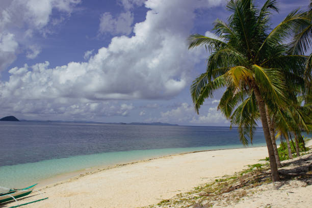 Amazing tropical beach with big palm trees in Black Island, Philippines.