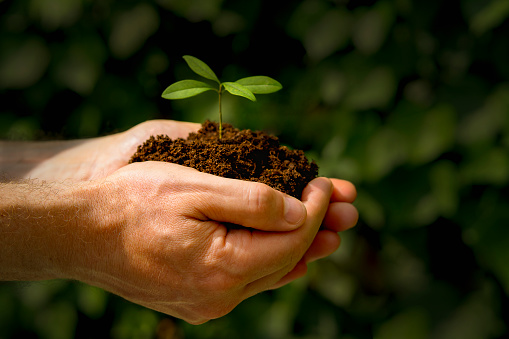 Man's hands holding a young plant in soil, horizontal