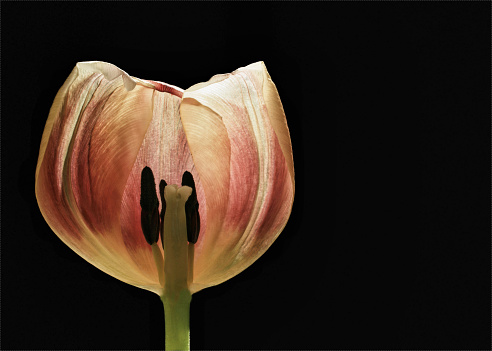 halved tulip, black background, horizontal