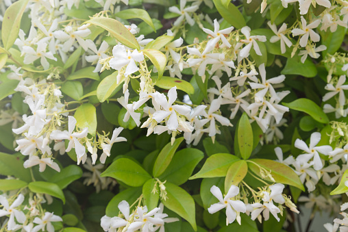 Trachelospermum jasminoides is an ornamental climbing plant commonly called Confederate jasmine, Southern jasmine, Star jasmine, Confederate jessamine and Chinese star jasmine. Photo from June. Selective focus