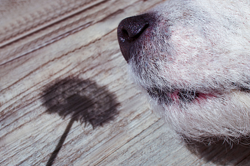 Nose of a lying white terrier in the shadow of a dandelion, wooden background horizontal