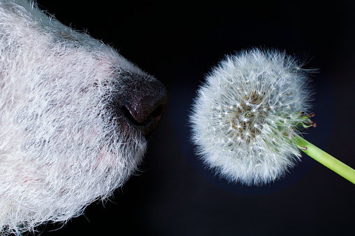 Nose of a white terrier smelling a dandelion, close-up, black background,horizontal