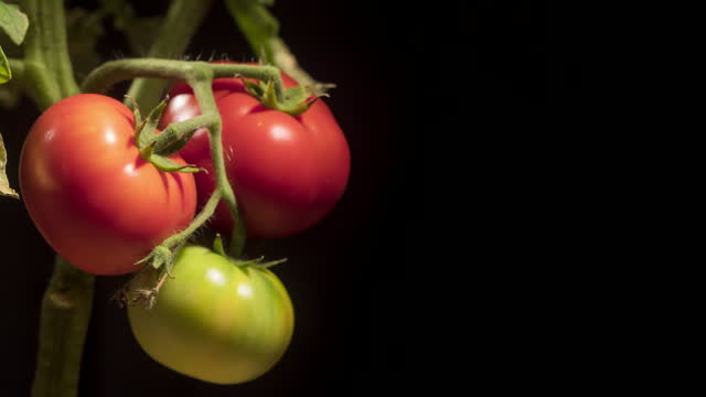 Several tomatoes ripen on a bush. Enlarge and redden. Several weeks of time lapse