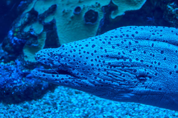 Two moray eels nestled among rocky structures an aquarium habitat.