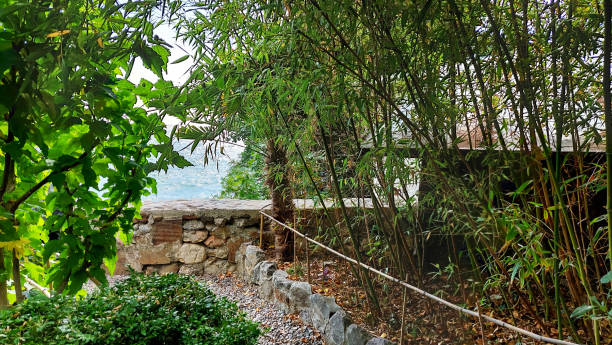 istock A path in the park or salu with bamboos. 2022990750