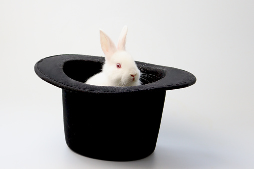 Adorable happy fluffy white rabbit with red eyes in black hat on white background. Little cute bunny with magical hat. Pet animal for showing magical.