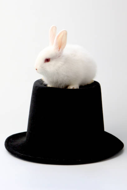Adorable happy fluffy white rabbit with red eyes on black hat on white background. Little cute bunny with magical hat. Pet animal for showing magical.