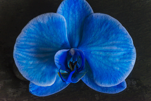 Close up for blue orchid flower on a black background