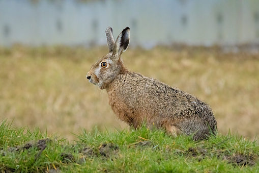 european hare sitting still and look out, sideview and close up