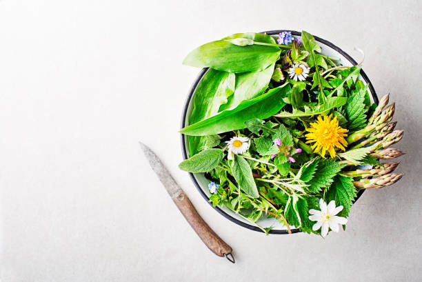 Wild garlic, nettle, dandelion and other medicinal herbs and wild edible plants growing in early spring. Spring background with flowers, herbs and plants