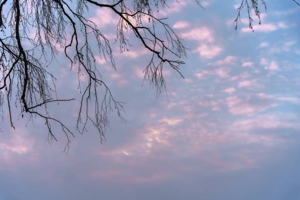 Colorful cloudy sky at dawn with silhouette of tree branches.