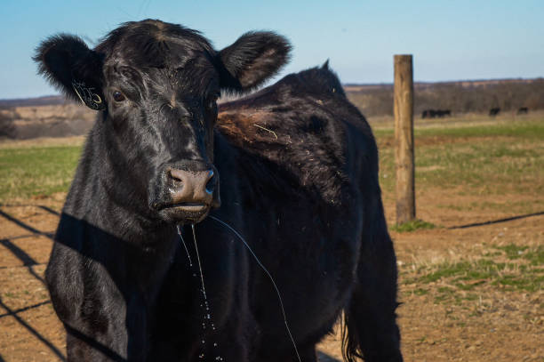 istock Angus Cow on a Sunny Day 2023019685
