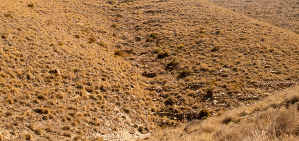 Steep, desert terrain with many shrubs resistant to high temperatures. Cabo de Gata, Almeria, Spain.