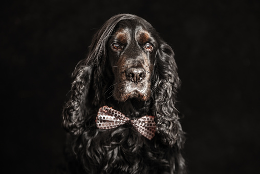 Portrait of a black cocker spaniel in a studio with nice hair