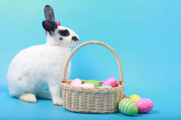 Cute fluffy black spot rabbit with long ears with colorful easter eggs basket on blue background, bunny animal with easter egg, symbol of happy easter holiday festival. Spring holiday celebration.