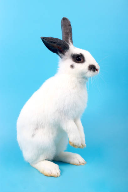 istock Cute fluffy black spot rabbit with long ears standing on blue background, adorable bunny animal pet standing on two hind legs. 2023031324