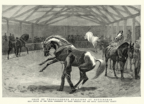 Vintage illustration Throughbred stallions at a horse show, 1880s, Victorian 19th Century.