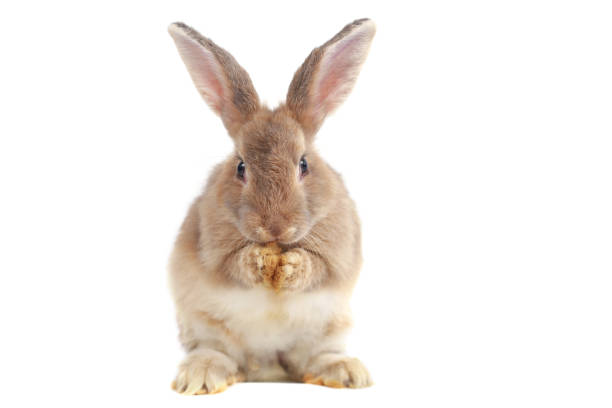 istock Adorable fluffy brown rabbit standing on two hind legs isolated on white background, portrait of cute happy bunny pet animal. 2023044930