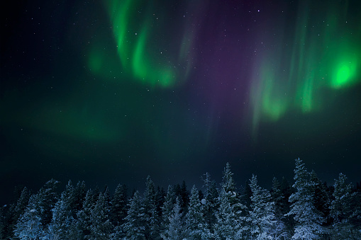 The magical northern lights dance above a forest in Saariselka