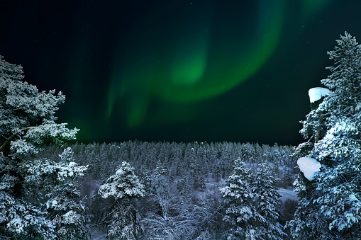 The magical northern lights dance above a forest in Saariselka