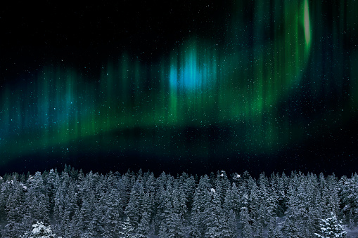 The magical northern lights dance above a forest in Saariselka