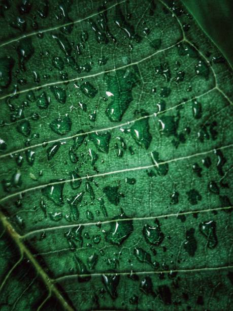 Closed up of raindrops on green leaf