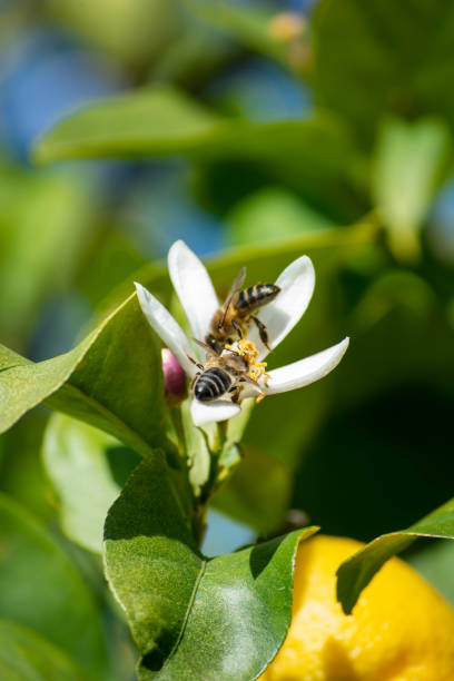 istock Bee Pollen Search in an Orange Blossom 2023080579