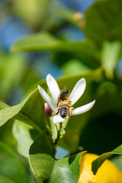 istock Inside an Orange Blossom: Bees on Pollen Hunt 2023080580