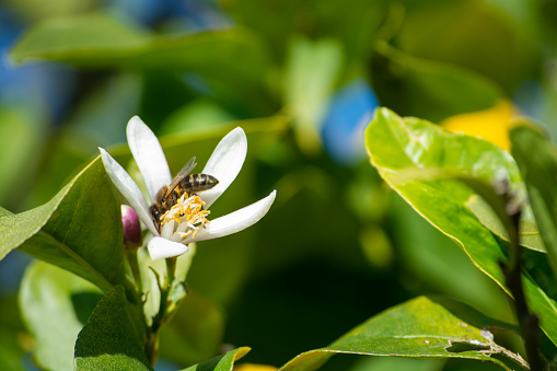 In a symbiotic dance, bees explore the inner chambers of an orange blossom, ensuring its pollination.
