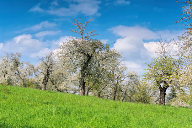 A gnarled tree stands in a field of tall grass under a partly cloudy sky. The unique shape and meadow create a peaceful, rural scene, showcasing nature's beauty.