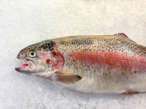 istock Raw trout silver fish on a ice in fish market 2023082179