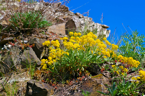 yellow blooming Alyssum Saxatile flowers in spring