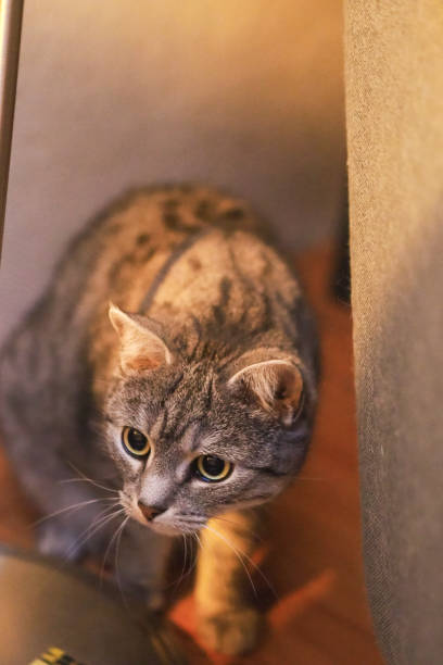 istock Close-up of a cat beside a bookshelf 2023085897