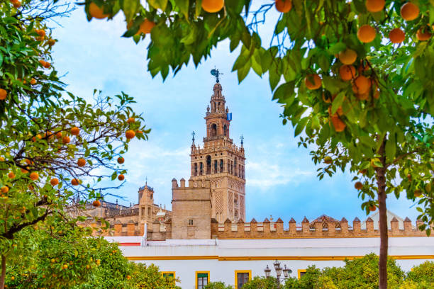 giralda of sevilla cathedral belfry tower in andalusia spain - seville sevilla santa cruz city stock-fotos und bilder