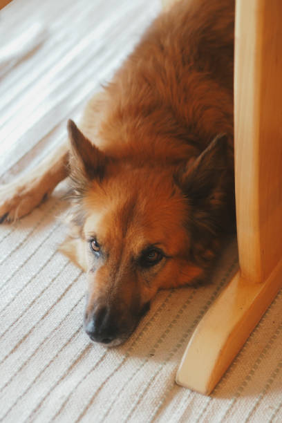 istock Dog lying on the floor, making eye contact with the camera 2023087530