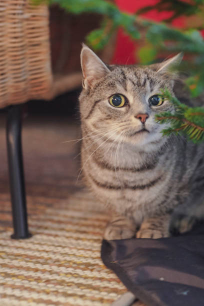 istock Gray cat sits by a decorated Christmas tree 2023087533