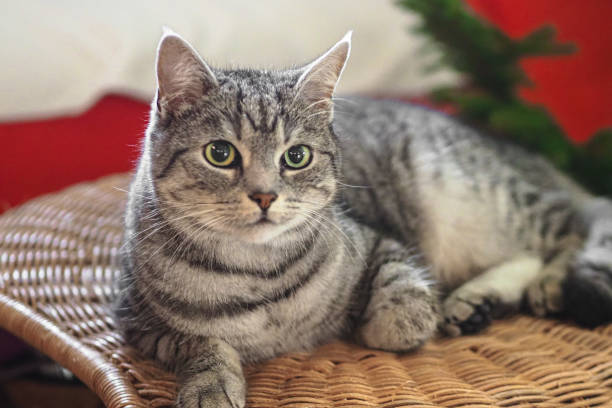 istock a cat sitting on a wicker cushion near the christmas tree 2023088058