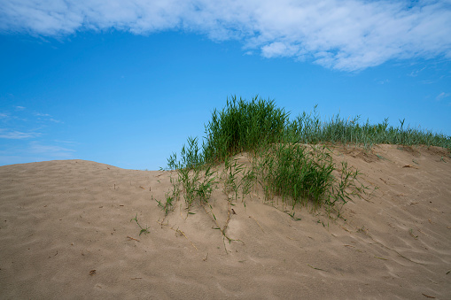 Grass bushes on a sand dune near the beach on the Baltic Sea coast in the village of Yantarny, Kaliningrad region, Russia