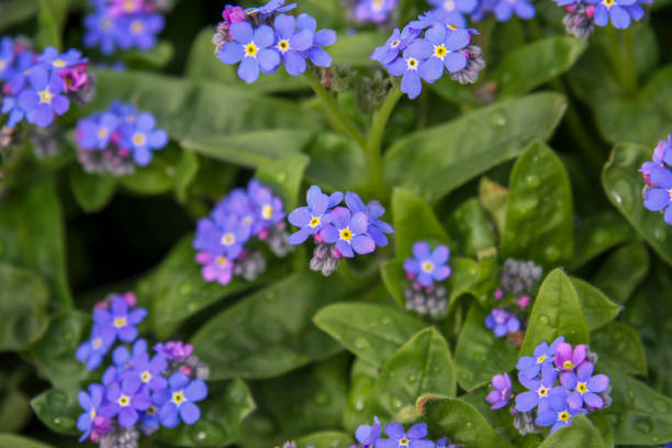 Water forget-me-not (Myosotis scorpioides) in Vaduz, Liechtenstein