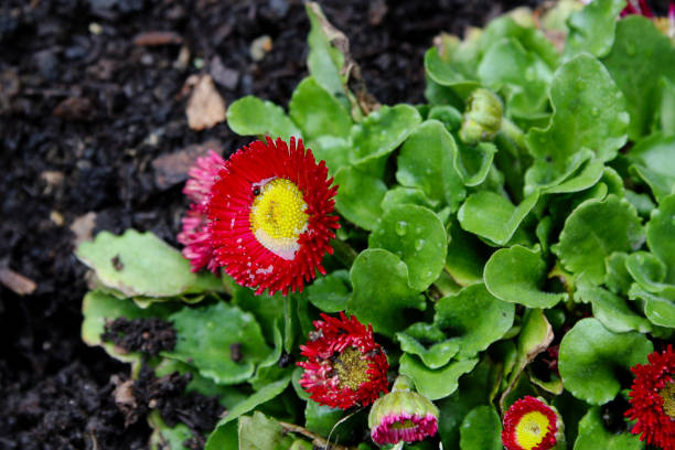 Common daisy (Bellis perennis) in Vaduz, Liechtenstein