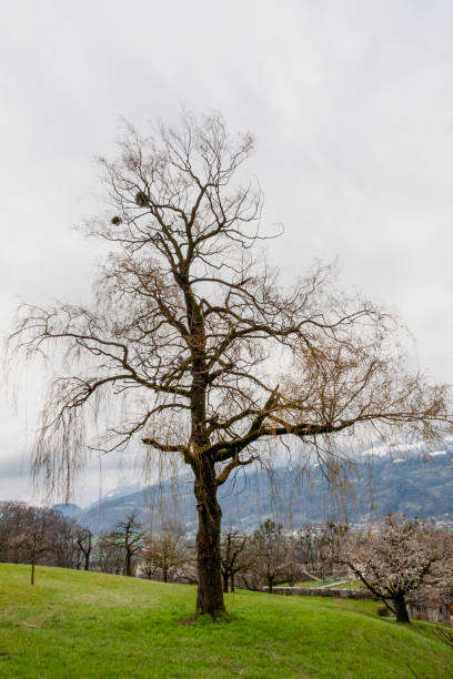 Possibly a Wild Pear Tree in Vaduz, Liechtenstein