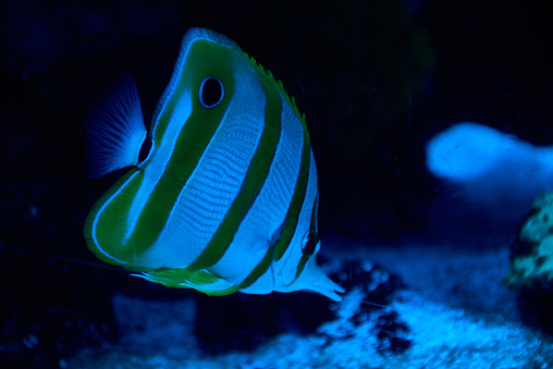 Photo of a tropical fish on a coral reef