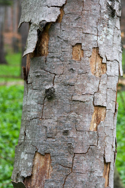 Tree Bark in Vaduz, Liechtenstein