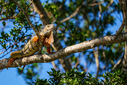 An iguana perched on a tree branch in a natural setting
