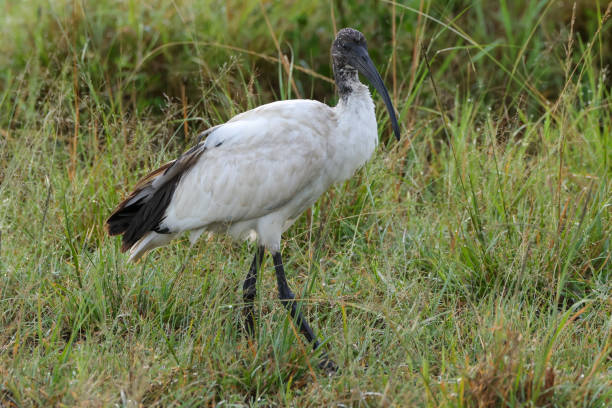 istock a sacred ibis in Maasai Mara NP 2023130221