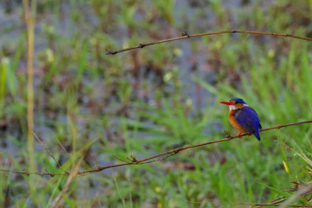 istock a female malachite kingfisher in Maasai Mara NP 2023130822