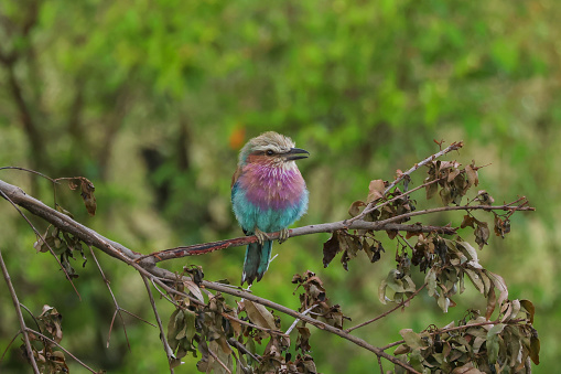 lilac breasted roller sits on a branch in the forest of Maasai Mara NP