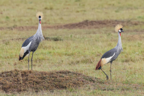 istock two grey crowned cranes in Maasai Mara NP 2023131281