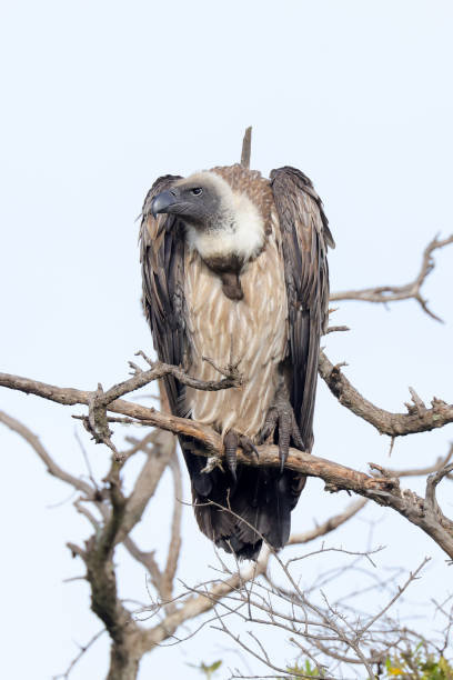 istock a cape vulture on a bare tree in Maasai Mara NP 2023132331