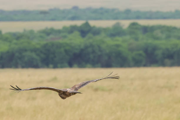 istock a black kite flies away in Maasai Mara NP 2023132864